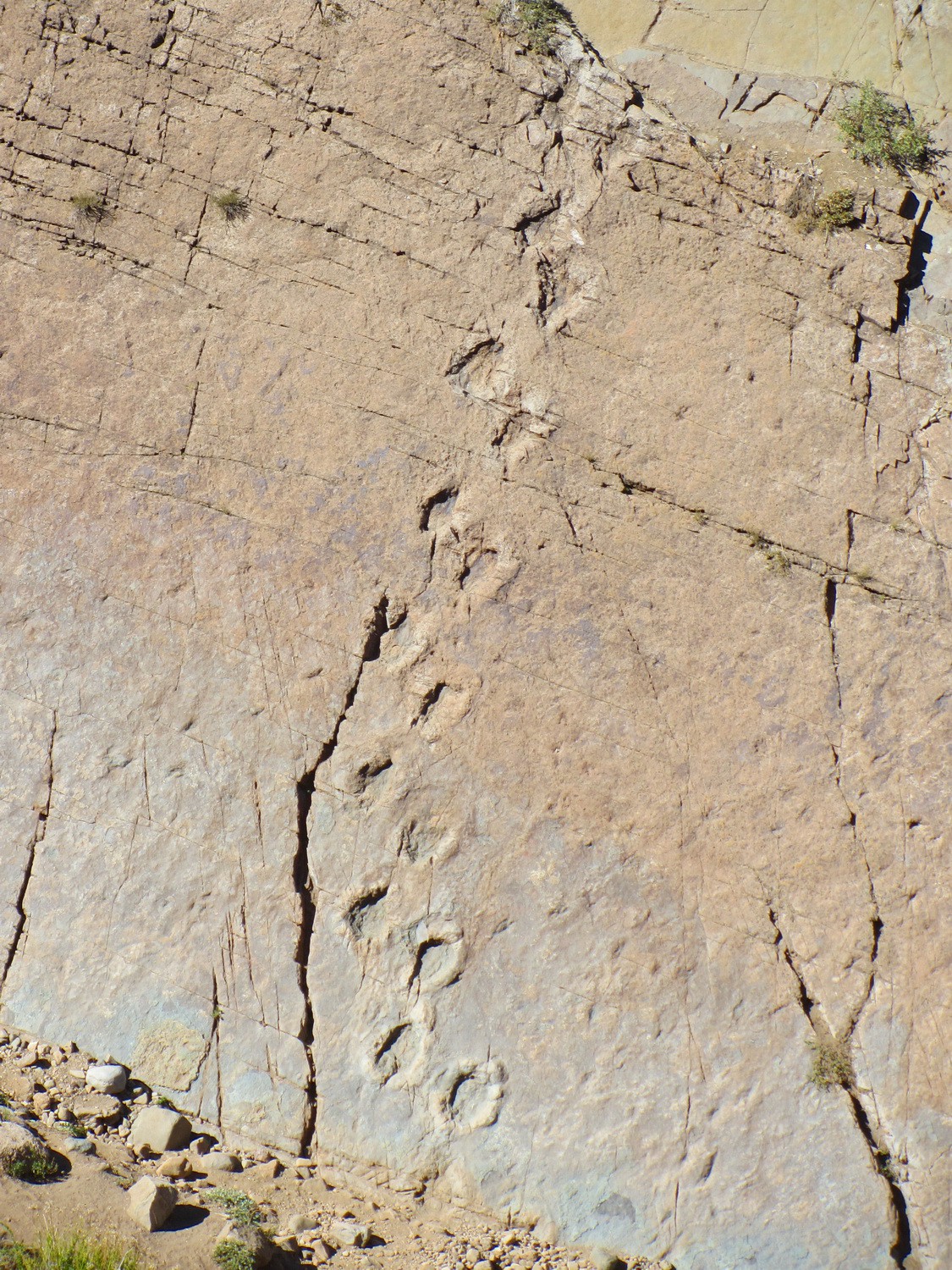 Dinosaurs footprints